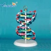 DNA structure model DNA double helix structure model