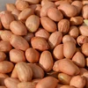 processing type raw peanut and peanut kernels blanched peanuts type peanuts in shell