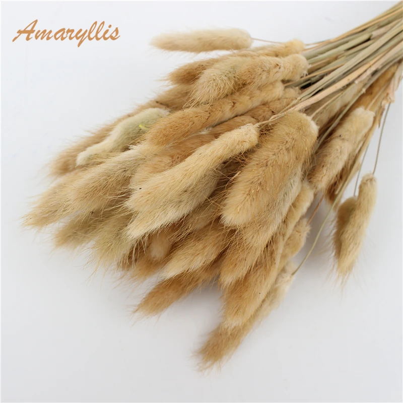 Wholesale Soft Real Preserved Flowers Dried Lagurus Eternal Forever