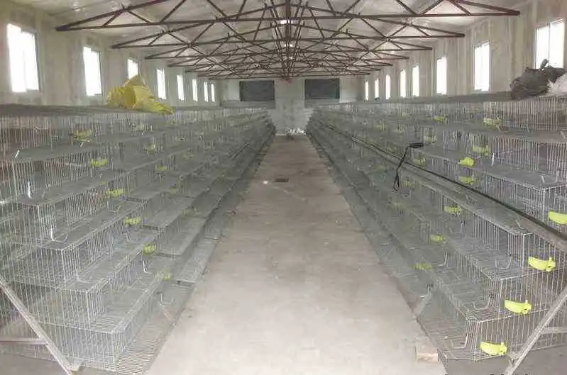 Automatic Quail Farm Cage New Design Quail Layer Cage For Quail Farming