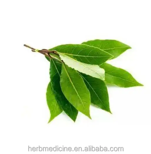 natural new dried bay leaf laurel leaf laurus nobilis for spice