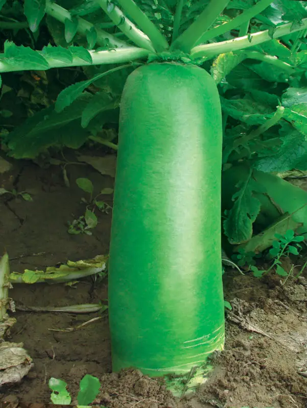 green white turnip seeds radish seeds for sale