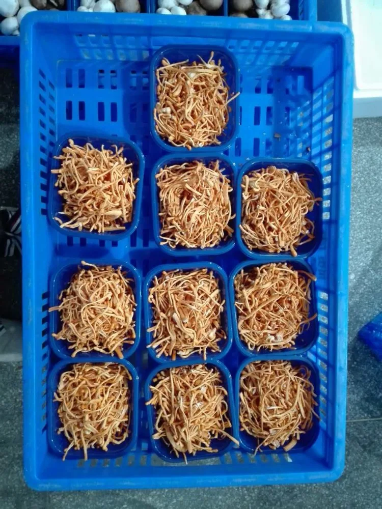 
Detan Cordyceps Militaris Mushroom Packaging 