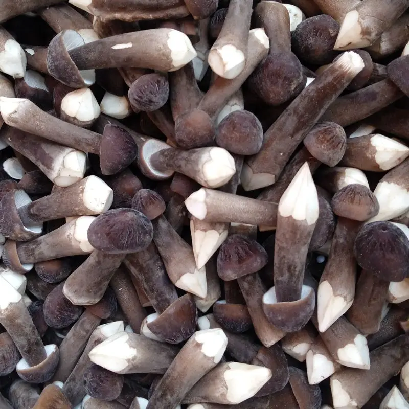 
Detan Black Collybia Albuminosa Mushroom Export 