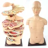 The dissection model of human head cervix and trunk horizontal layer