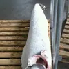 Frozen sailfish or marlin frozen fish