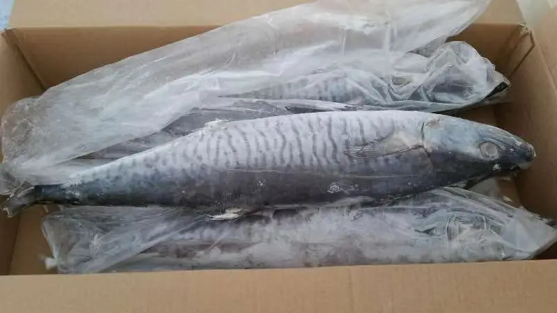 
Frozen WR King Fish Spanish Stripe Mackerel 