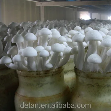 
Detan Haixian Spawn/Logs Mushroom Seeds 