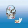 BIX-L1013 Ten parts skull simulator with teeth
