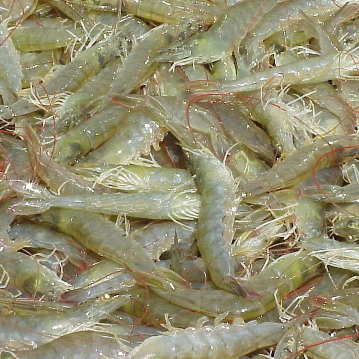 
Frozen Whole White Vannamei Shrimp 