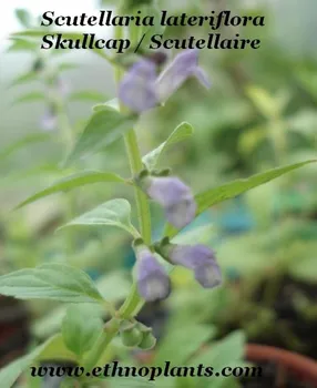 buy skullcap