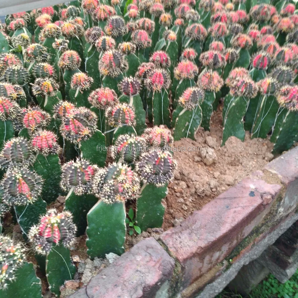 
Gymnocalycium mihanovichii var.friedrichii grafted Mini colorful Cactus 