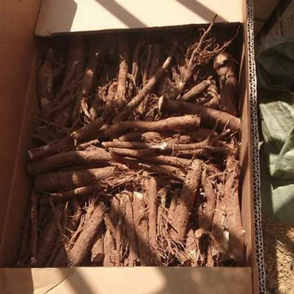 Paulownia Roots 4.jpg