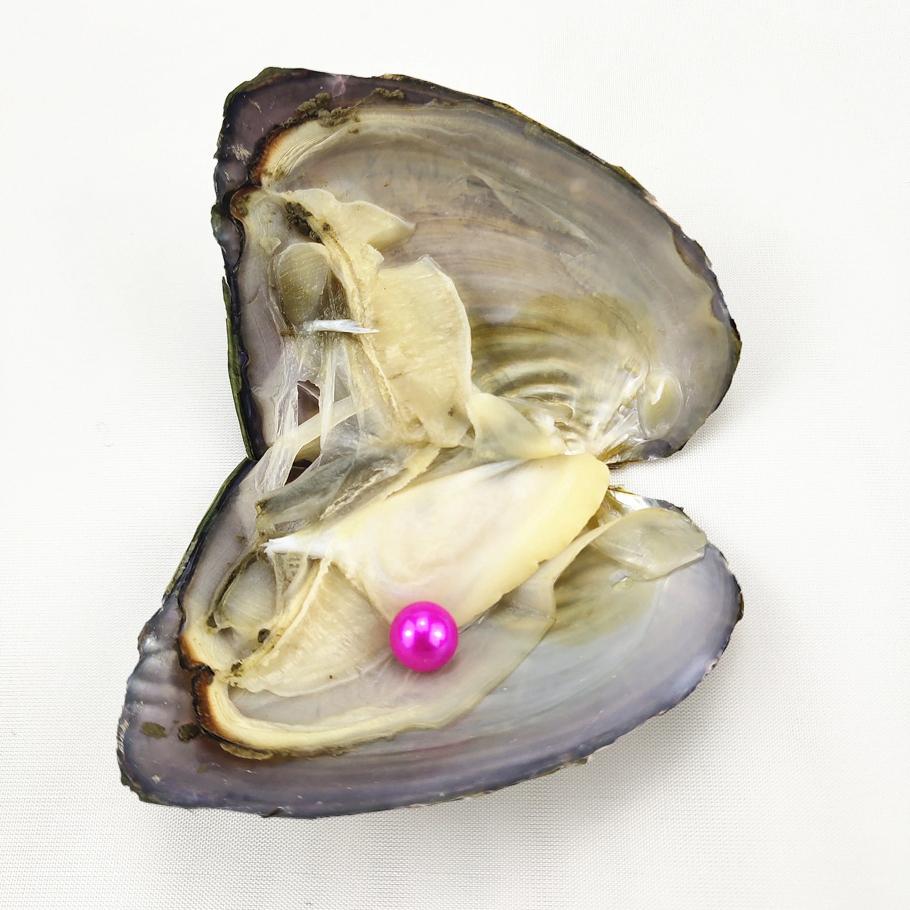 

Freshwater oyster shell,6-7mm AAA grade round freshwater pearl in oyster , natural pearl, N/a