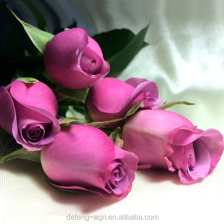 beauty-12