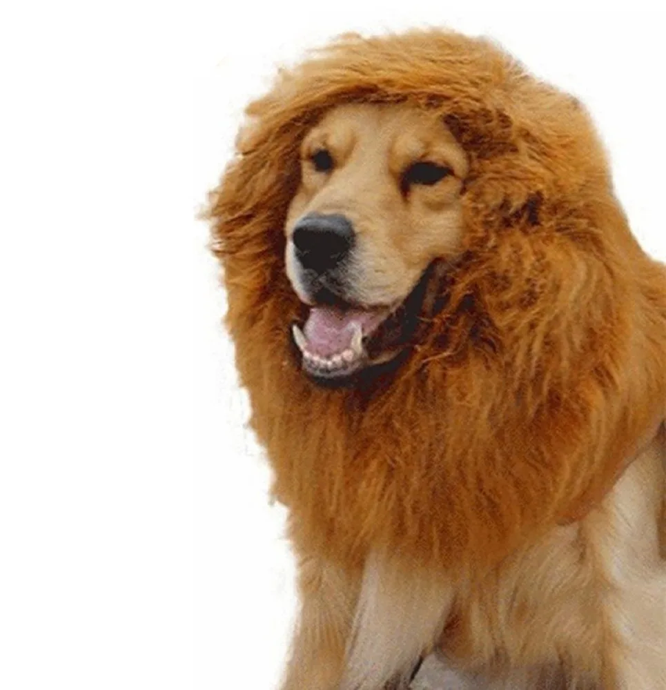 Собака с гривой Льва
