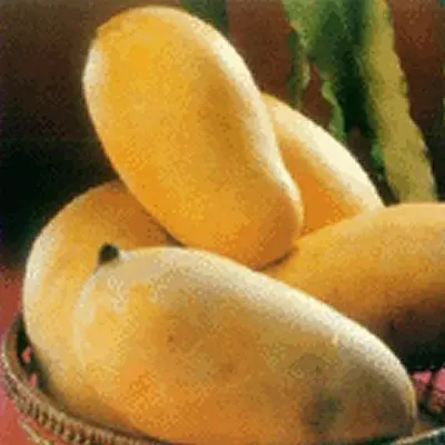 Sindhri mango.jpg