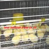 TaiYu Factory day old chicks cage