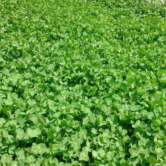 
TOP Quality Clover seed 2018 