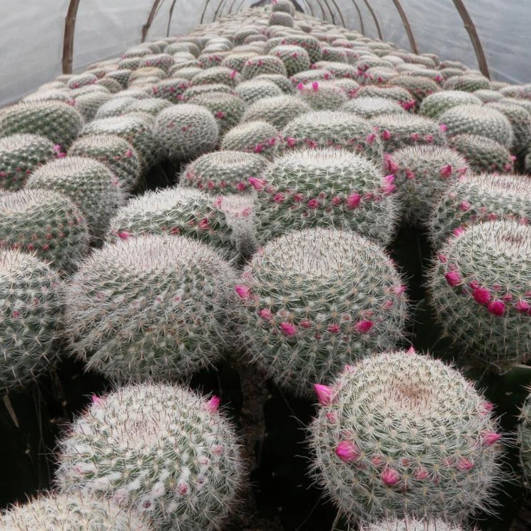 
mammillaria Hahniana 5.5cm mini cactus succulent indoor plants bonsai nursery echinocactus grusonii cereus cacti opuntia dilleni 