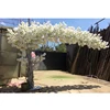 Long spreading canopy arch style white cherry blossom tree
