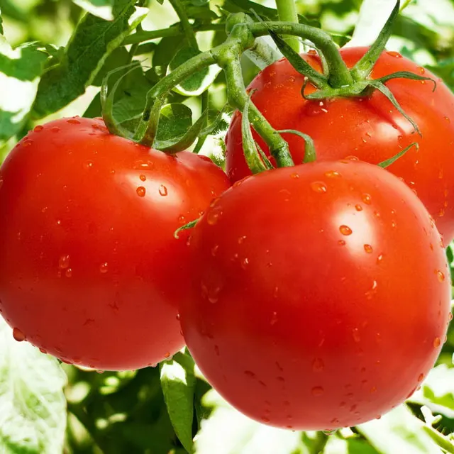 tomatoes in containers