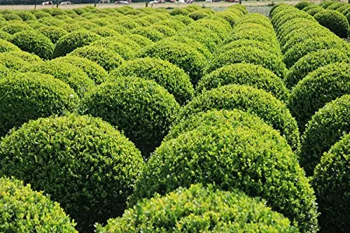 Cheap Dwarf Korean Boxwood, find Dwarf Korean Boxwood deals on line at ...