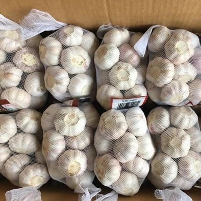 fresh garlic price in china with good quality