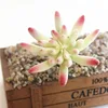 New arrived red leaves artificial tropical mini succulent plant for garden decoration