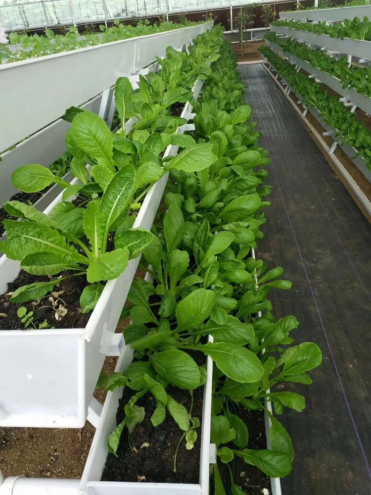 nft Grow System.jpg