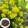 alyssum saxatile strong vitality easy to cultivate flower basket-of-gold seeds