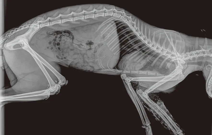 toshiba flat panel failed exposure x-ray