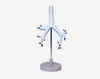The trachea,bronchi and broncho-pulmonary segments model