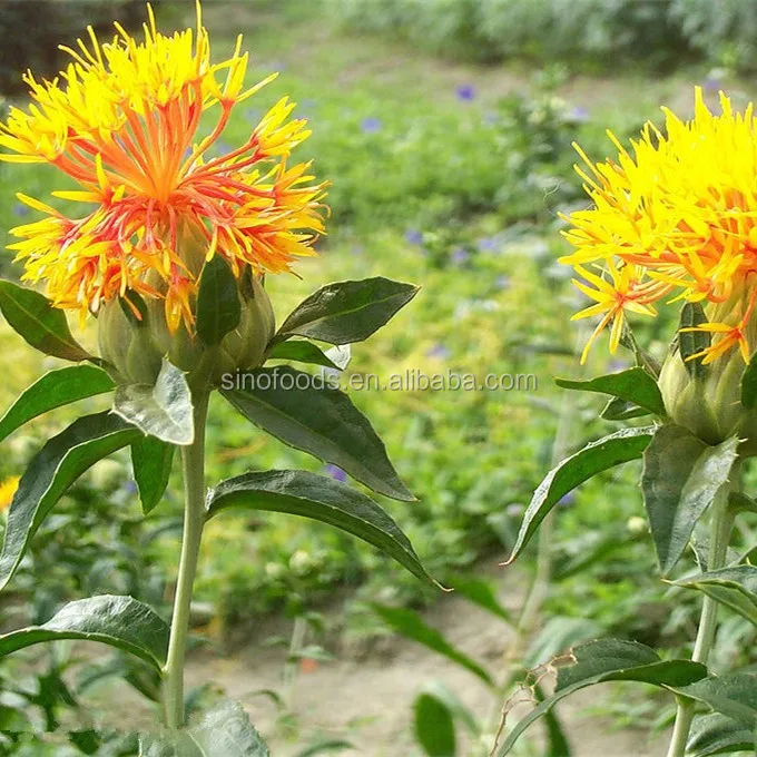 Flos Carthami (1).jpg