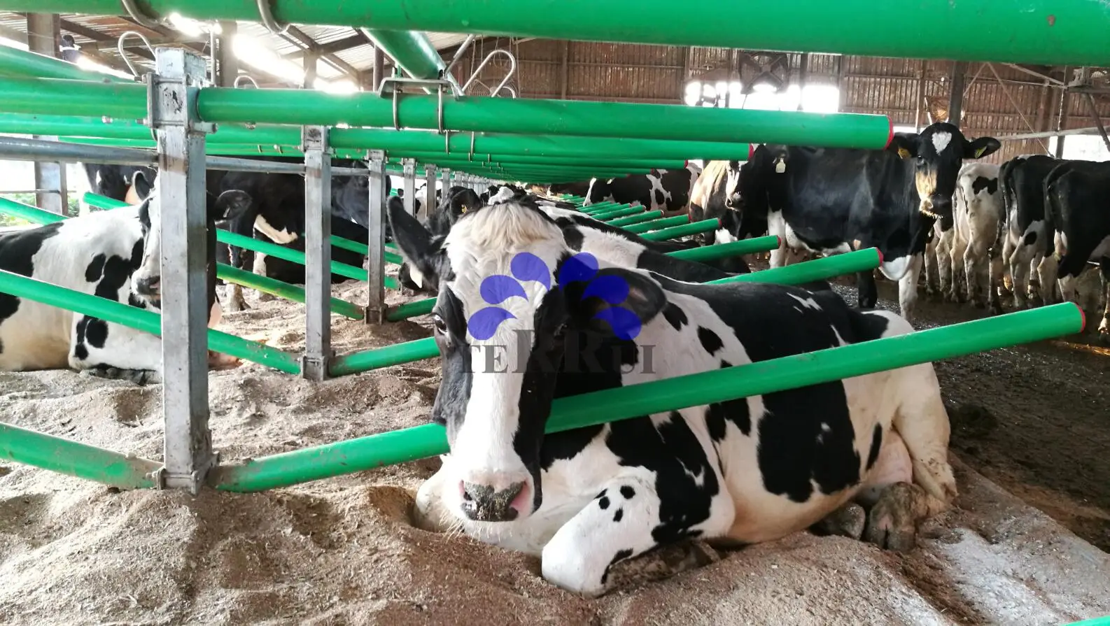 Flexible Stall Dividers Buy Free Stall That Boosts Cow Comfort