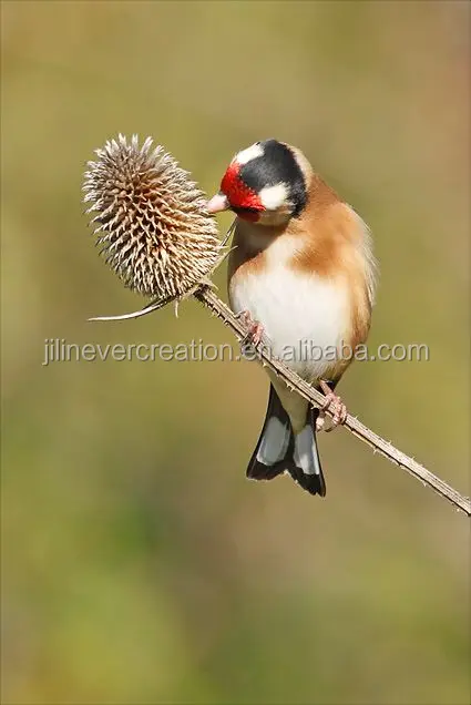 Hand pained wooden Goldfinch