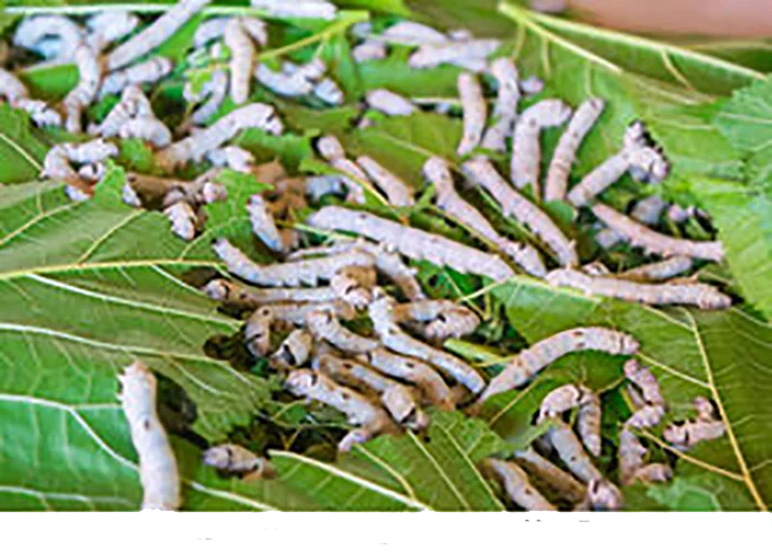 silkworm_pupa (4).png