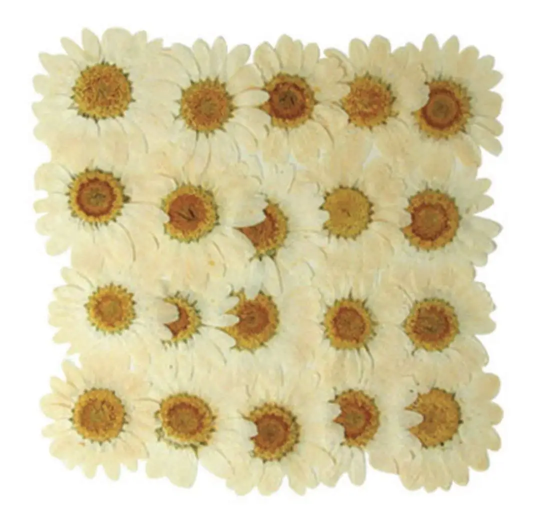 Cheap Dried Pressed Flowers Wholesale, find Dried Pressed Flowers