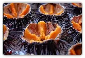 
sea urchin 