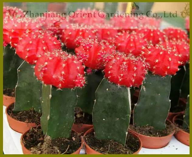 
Live plant Color Gymnocalycium mihanovichii grafted Cactus for sale 