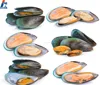 fresh seafood frozen mussel meat in half shell