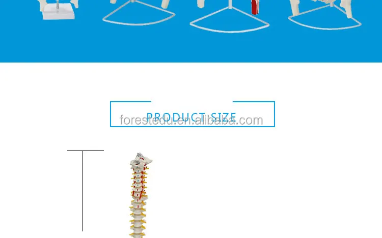 2 anatomy spine model.jpg