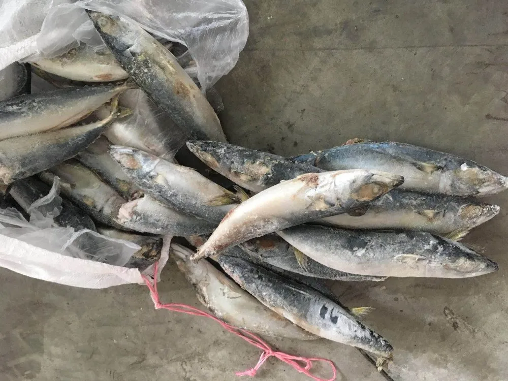 Frozen Japanese Mackerel Fish Buy Japanese Mackerel,Frozen Mackerel