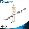 170cm Human skeleton model,plastic model
