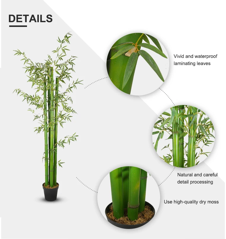 2.3m Tall Bamboo Plant Indoor Bamboo Tree Buy Tall Bamboo Tree,Tall