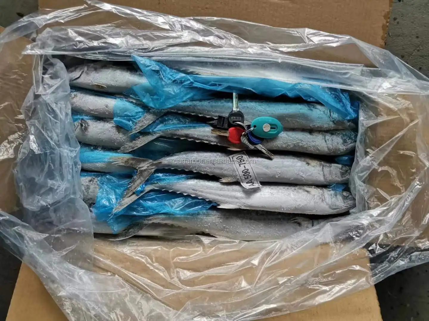 SPANISH MACKEREL (7).jpg