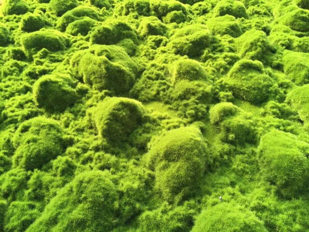 Artificial Moss Animals Garden Decoration,Artificial Preserved Moss