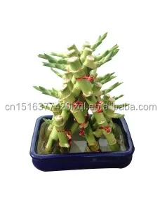 
Farm price dracaena sanderiana live indoor aquatic ornamental chinese fengshui plants pyramid lucky bamboo 