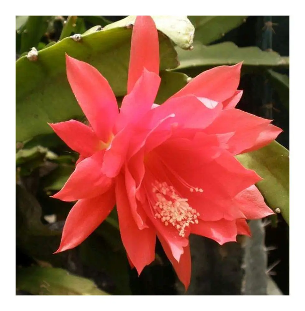 Cheap Orchid Cactus, find Orchid Cactus deals on line at Alibaba.com