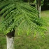 High quality Outdoors tree Norfolk Island pine seeds for planting